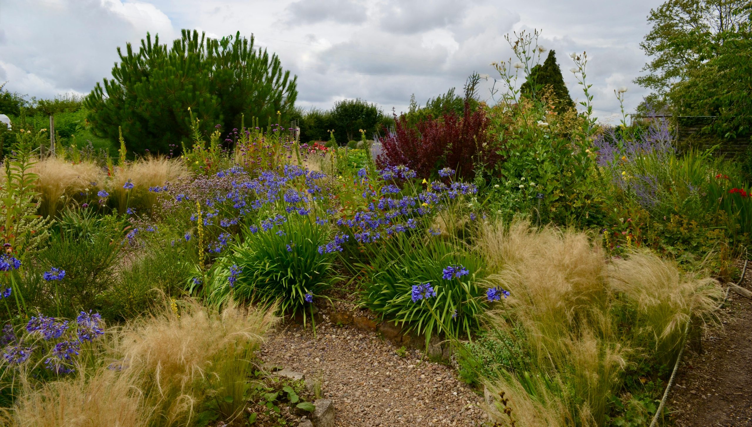 Biodiverse tuin met inheemse wilde bloemen