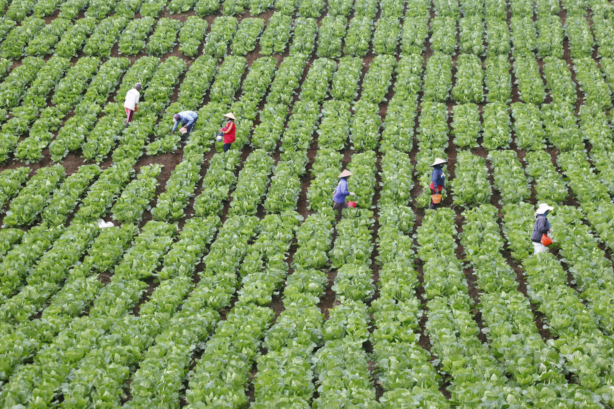 Moestuin met verse groenten en kruiden