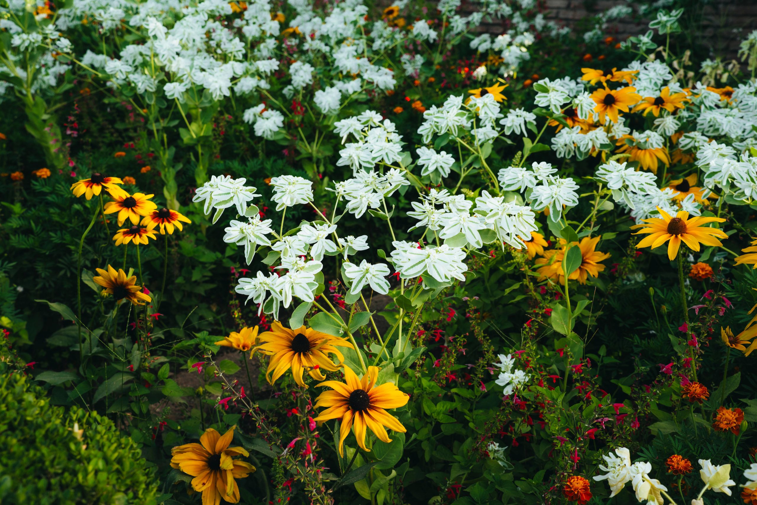 Vaste planten in een kleurrijke zomerse tuin